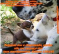 /album/rumo-aoceu/mund-animal-11-jpg/